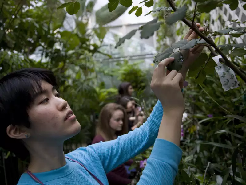 一名亚洲学生在温室里检查植物的叶子